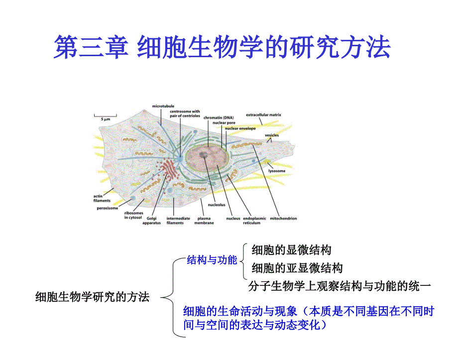 细胞生物学：第三章 细胞生物学的研究方法_第1页