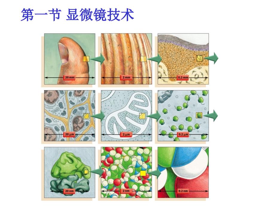 细胞生物学：第三章 细胞生物学的研究方法_第4页