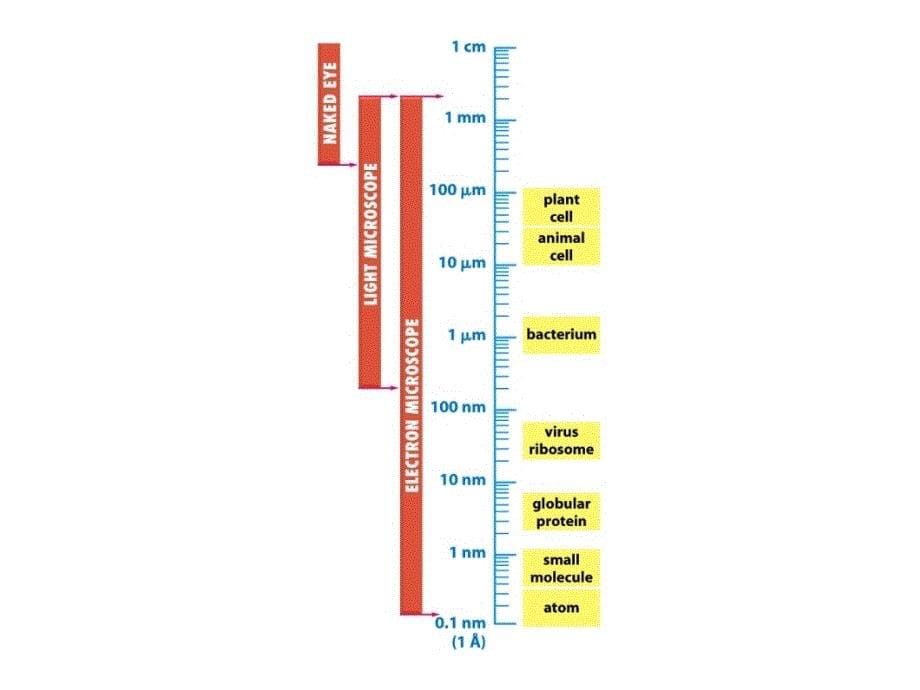 细胞生物学：第三章 细胞生物学的研究方法_第5页