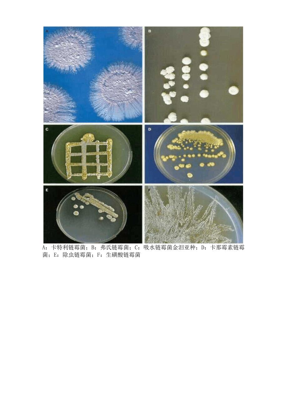 实验十二土壤中产抗生素放线菌的分离纯化_第3页