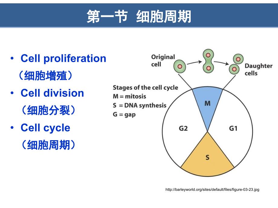 第13章-细胞周期与细胞分裂翟中和第四版_第3页