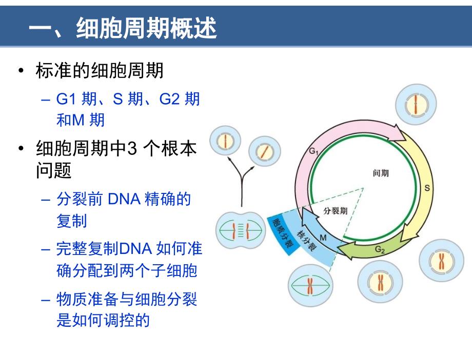 第13章-细胞周期与细胞分裂翟中和第四版_第4页