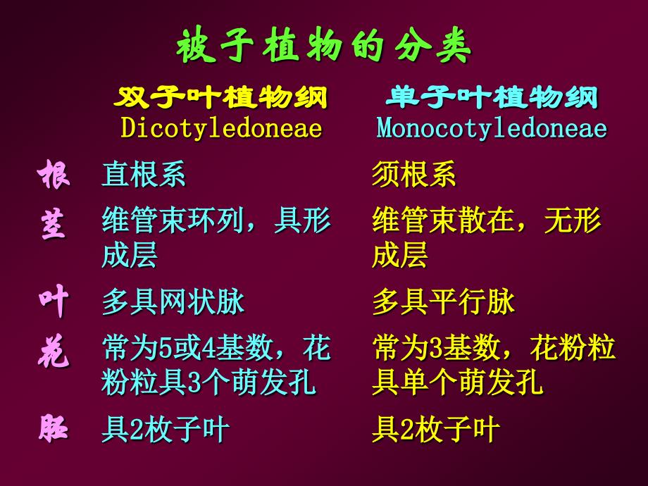 潘晓军药用植物学13第十一章离瓣花_第2页