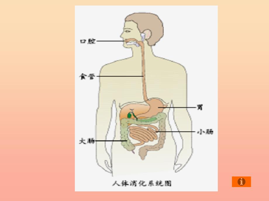 2022年四年级科学上册4.5食物在体内的旅行课件2教科版_第3页