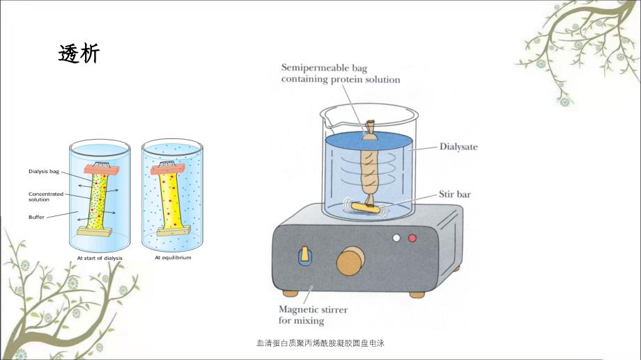 血清蛋白质聚丙烯酰胺凝胶圆盘电泳课件_第3页