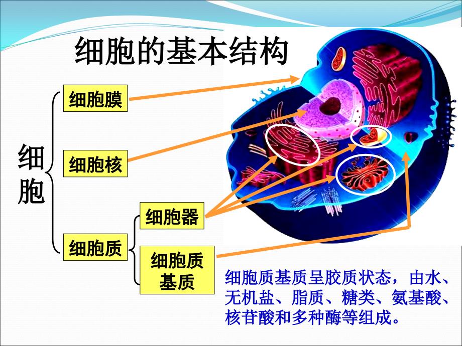 32细胞器——系统内的分工合作1_第1页