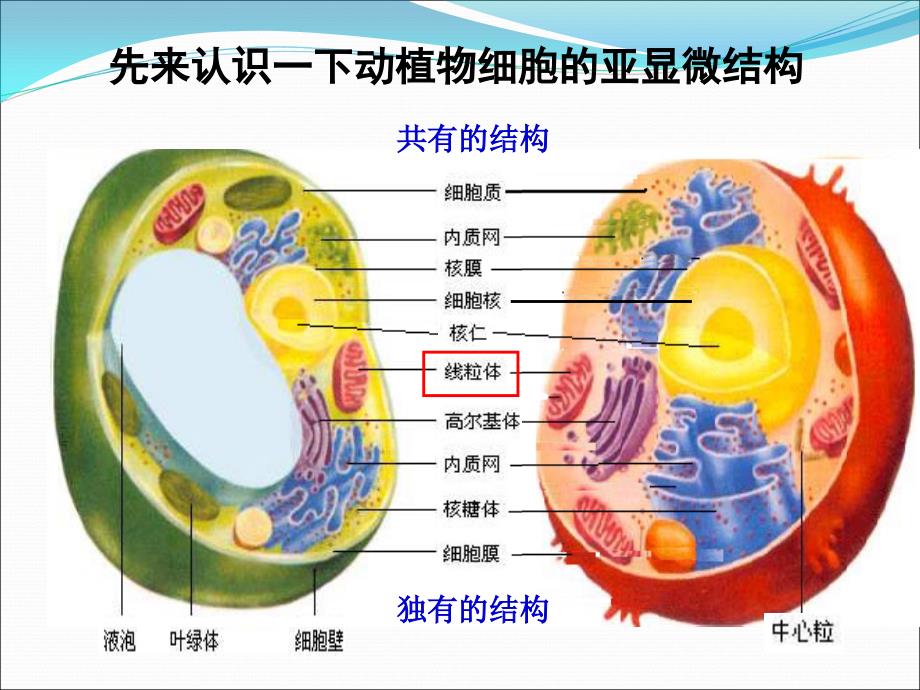 32细胞器——系统内的分工合作1_第3页