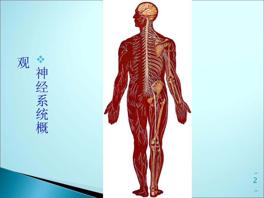 神经系统运动传导通路ppt课件_第2页