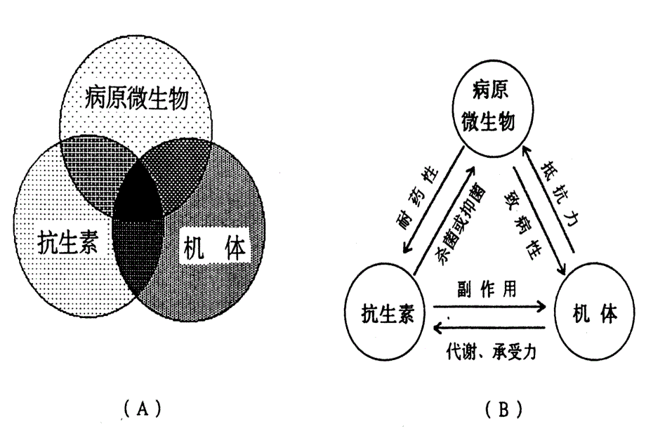 微生物与抗生素PPT文档_第2页