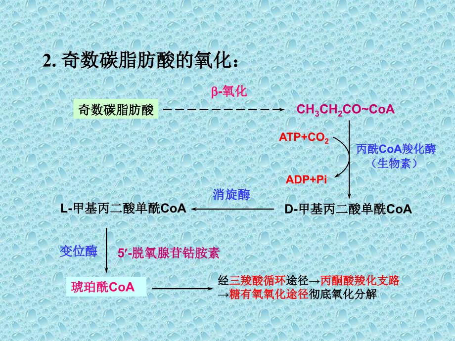 不饱和脂肪酸代谢ppt课件_第4页