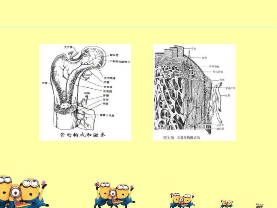 长骨的组织结构课件_第5页