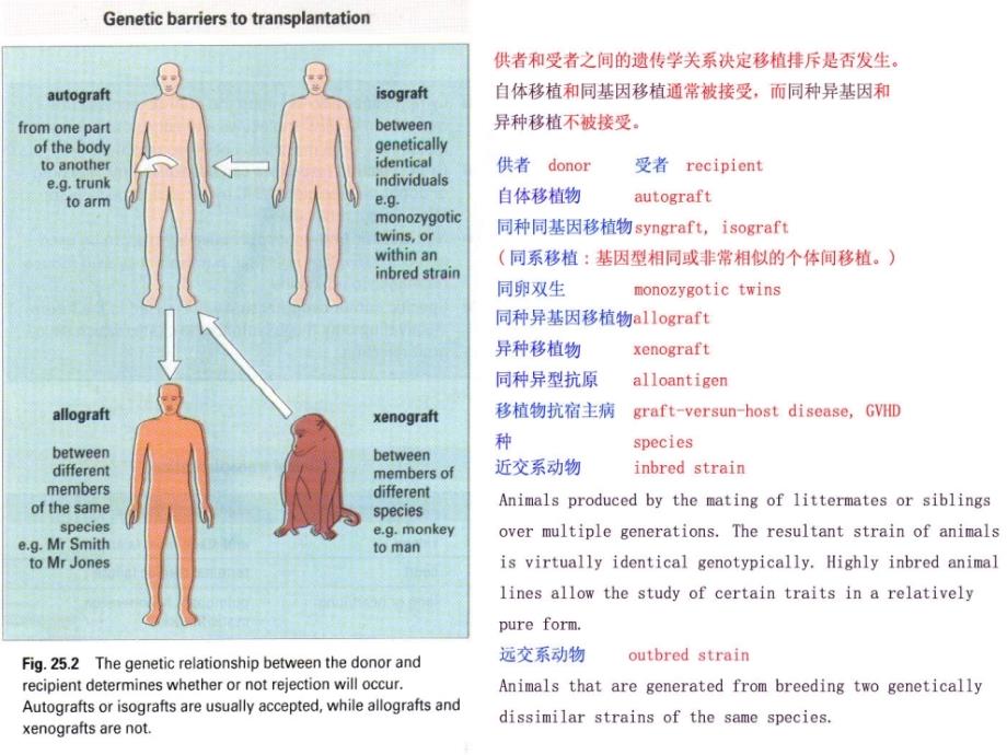 医学免疫学：第二十一章 移植免疫_第3页