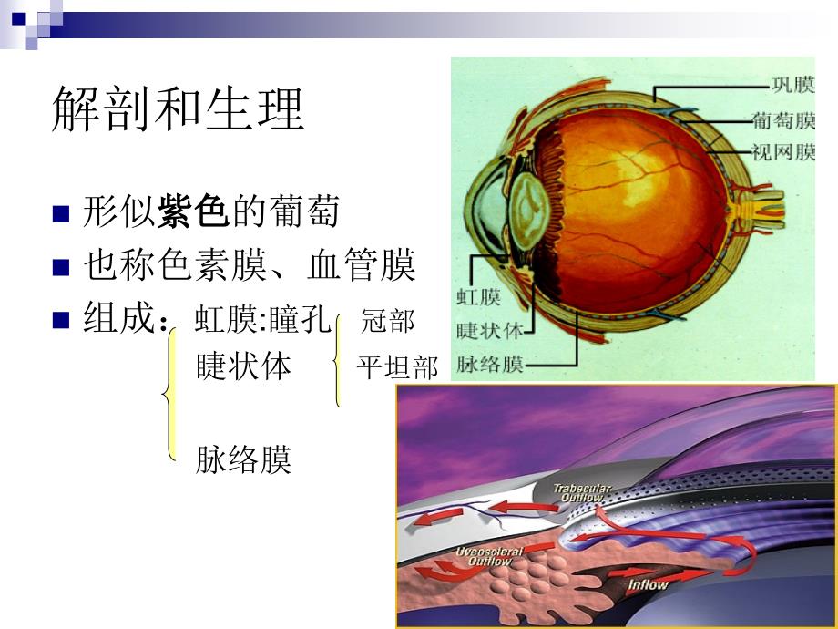 妇产科学教学课件：葡萄膜病_第3页