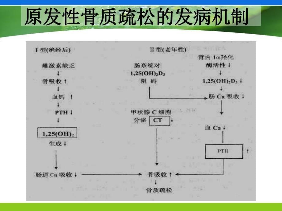 骨质疏松症的护理内分泌科_第5页