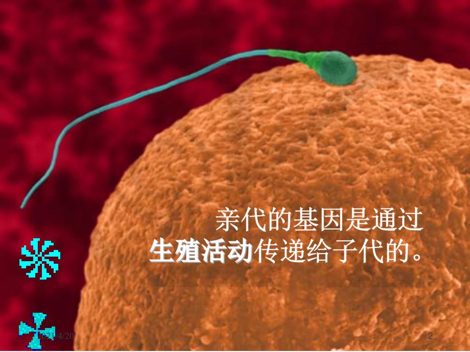 新人教版八年级生物下册 第七单元第二章第二节：基因在亲子代间的传递2（共35张PPT）_第2页