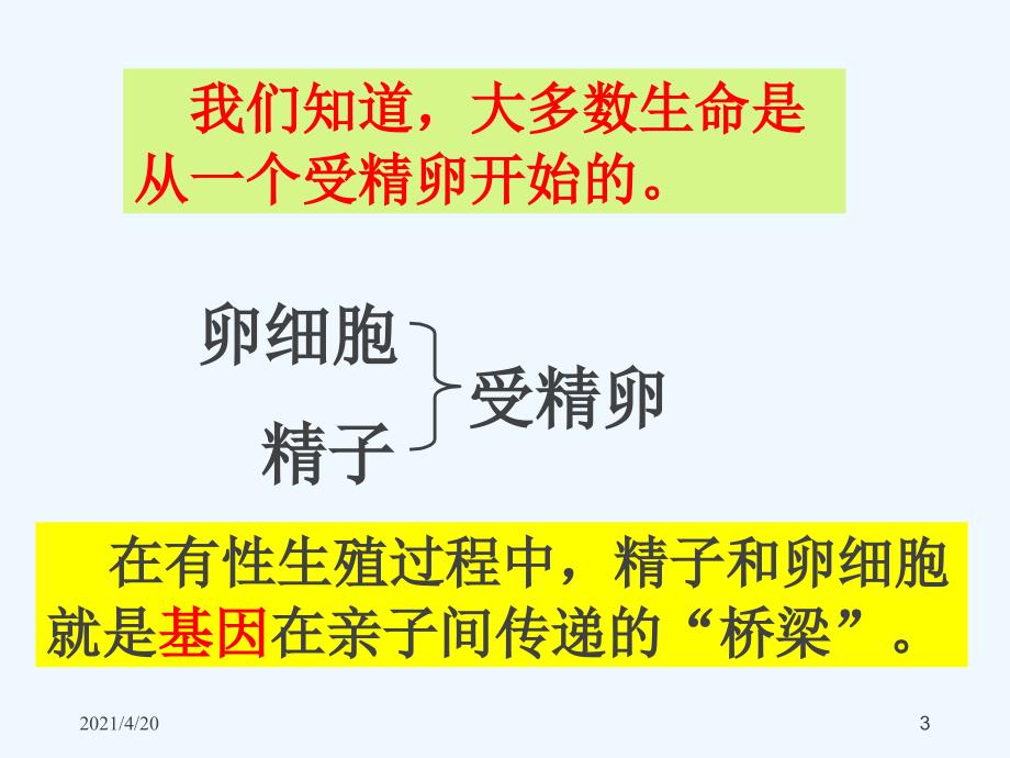 新人教版八年级生物下册 第七单元第二章第二节：基因在亲子代间的传递2（共35张PPT）_第3页