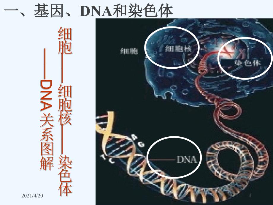 新人教版八年级生物下册 第七单元第二章第二节：基因在亲子代间的传递2（共35张PPT）_第4页