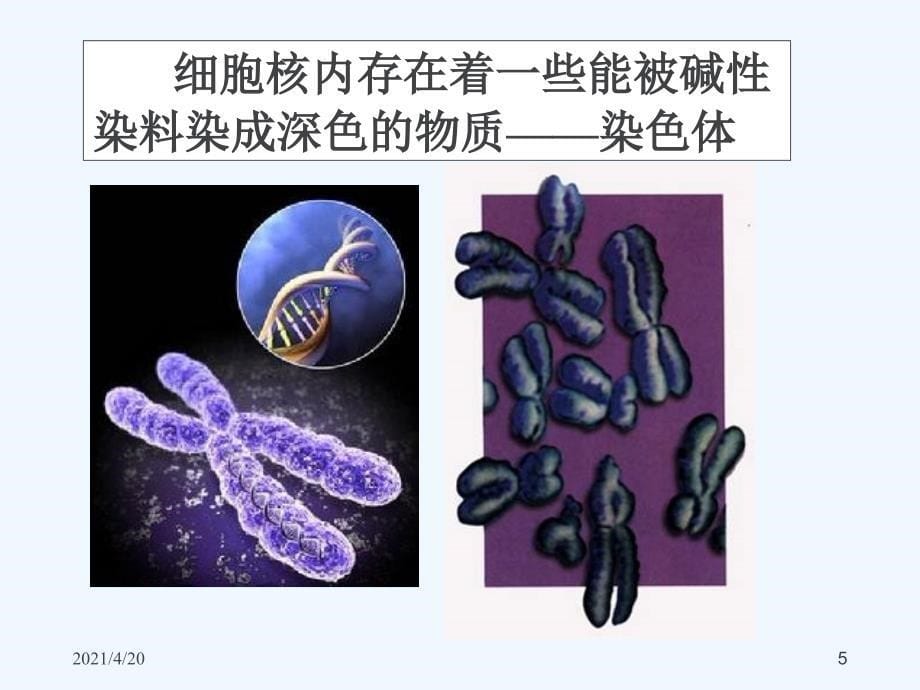 新人教版八年级生物下册 第七单元第二章第二节：基因在亲子代间的传递2（共35张PPT）_第5页