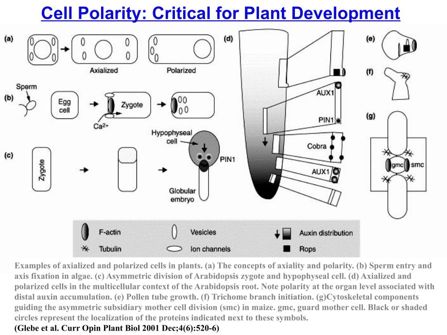 植物生理与分子生物学：Lecture 1 Basics and apical polarity_第5页