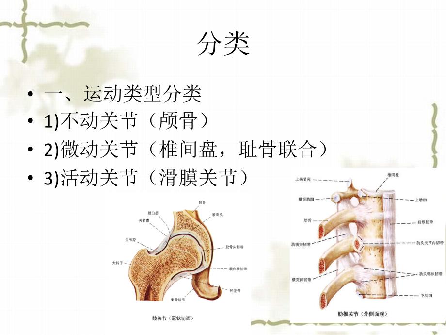 《关节基本知识》课件_第3页