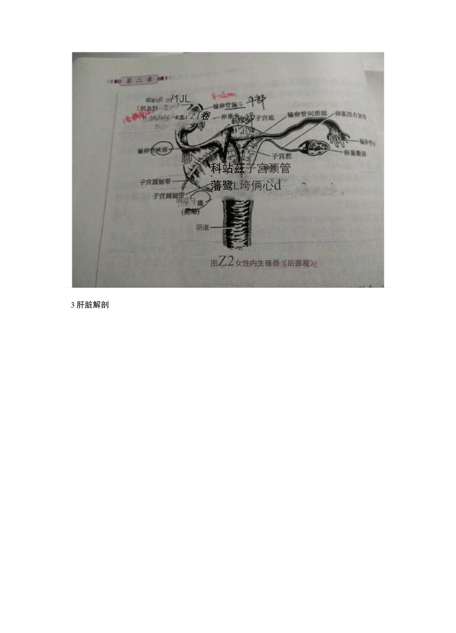 解剖学习小知识点_第3页