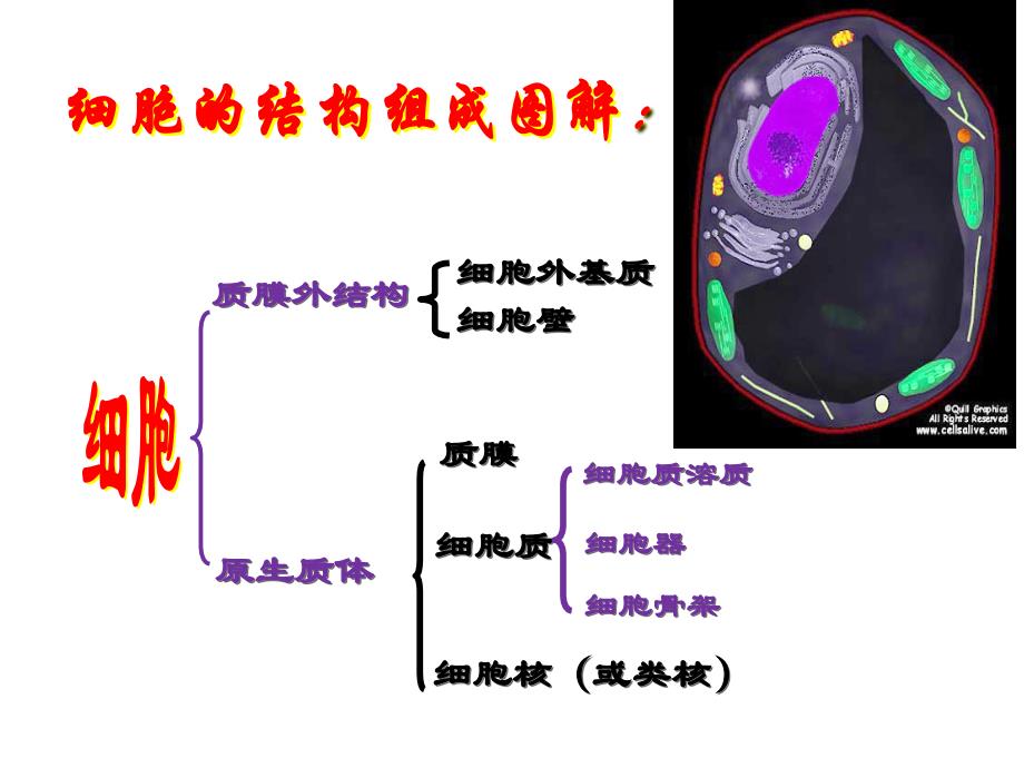 细胞的统一性与多样性课件_第4页