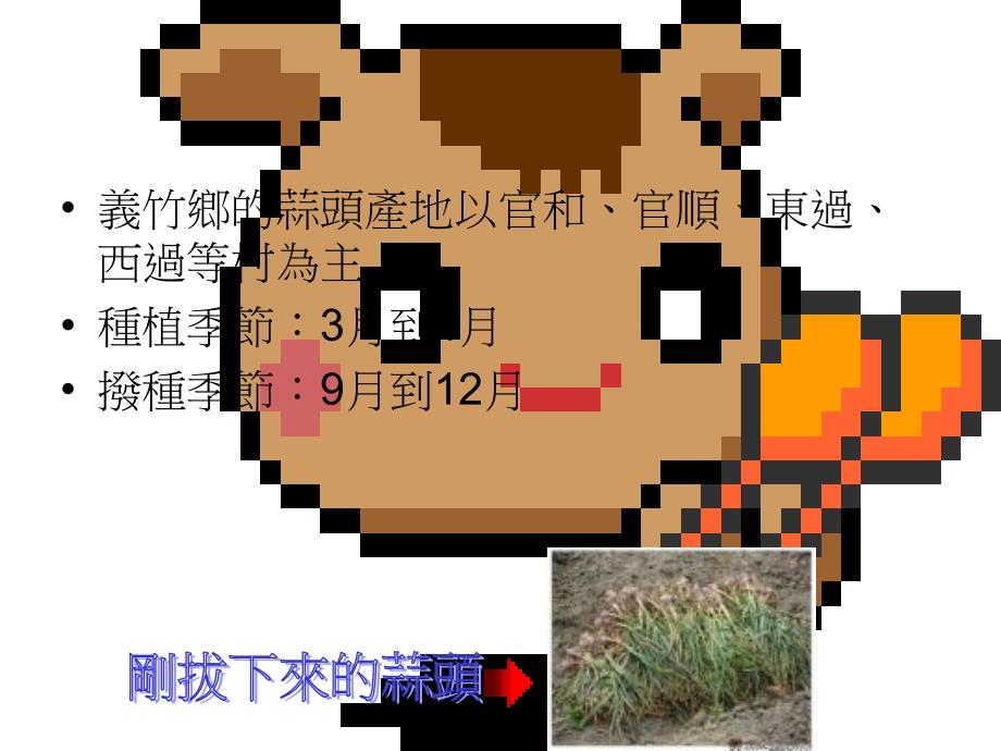 义竹乡的蒜头产地以官和、官顺、东过、西过等村为主种植季节：3_第2页