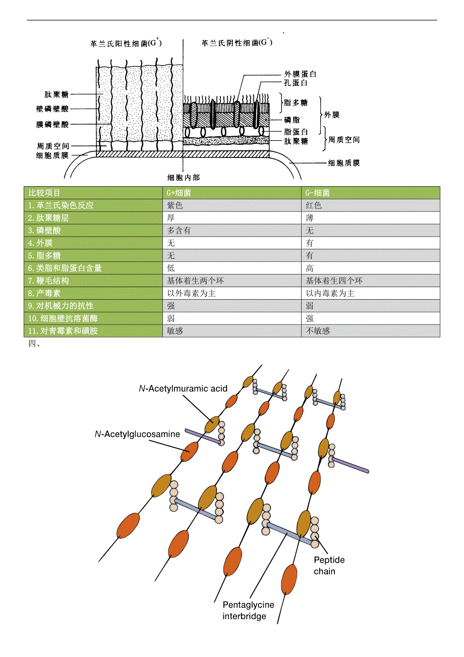 《微生物学》：01原核生物阶段性复习思考题整理_第2页