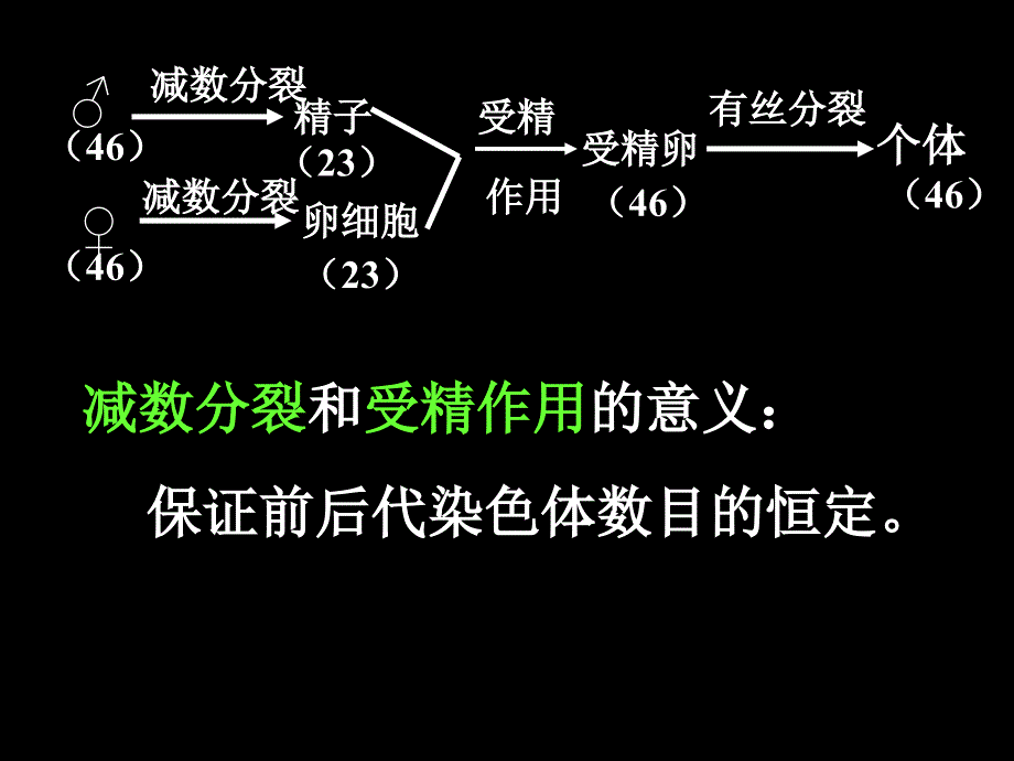 期末复习减数分裂_第1页