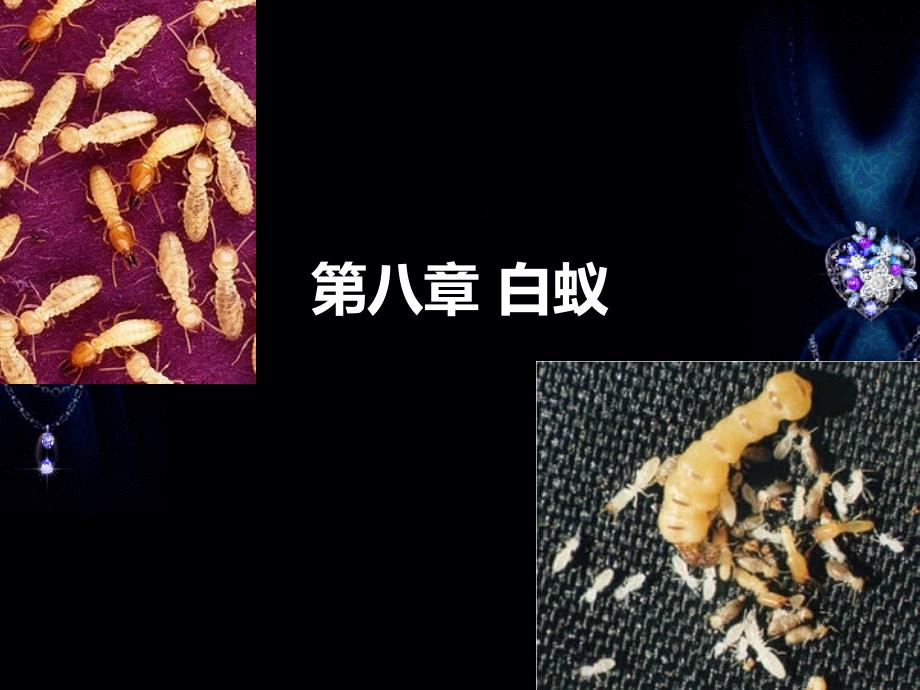 城市昆虫学8白蚁_第1页
