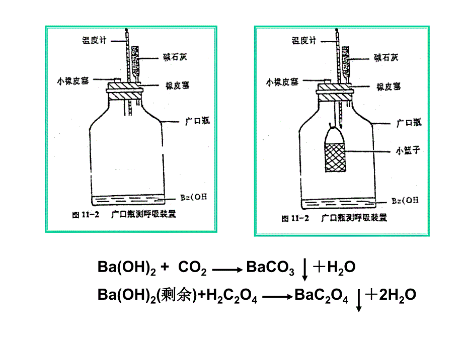 实验八呼吸速率的测定小篮子法课件_第3页