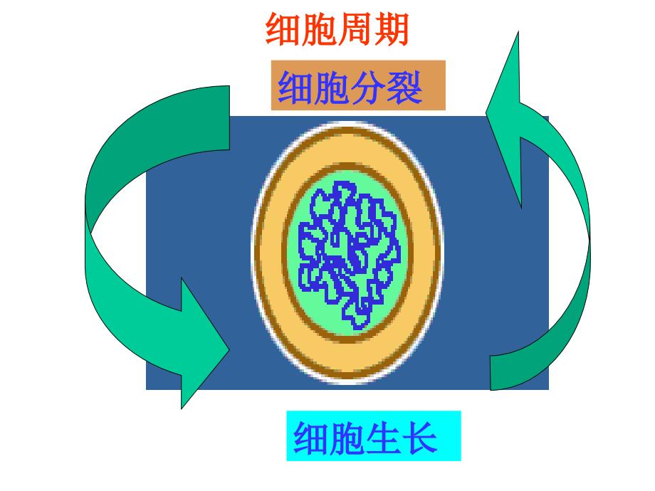 受精受精卵卵裂囊胚胎儿成人_第3页