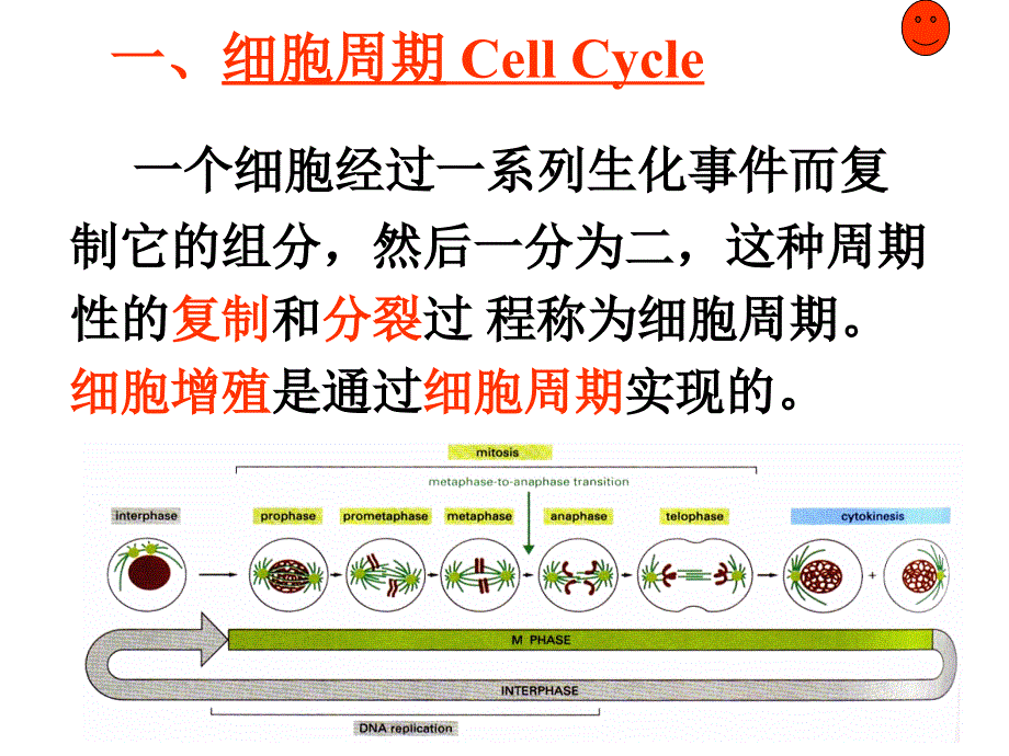 受精受精卵卵裂囊胚胎儿成人_第4页