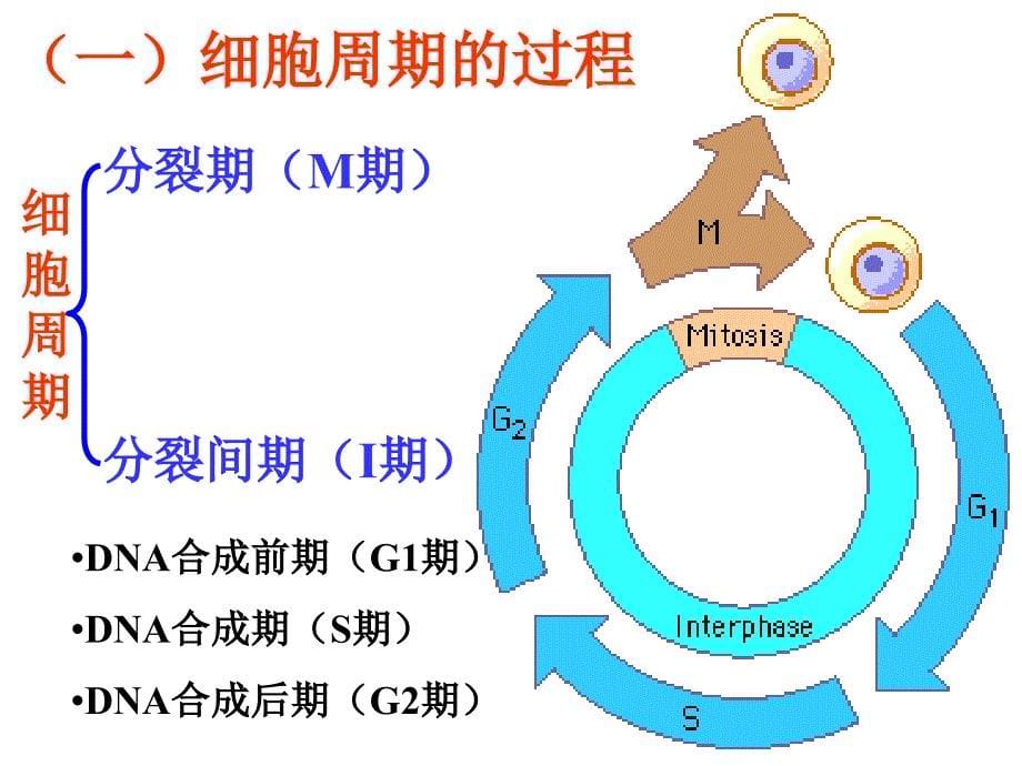 受精受精卵卵裂囊胚胎儿成人_第5页