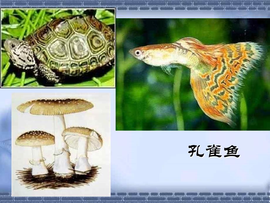 种群和生物群落3 浙教版_第3页