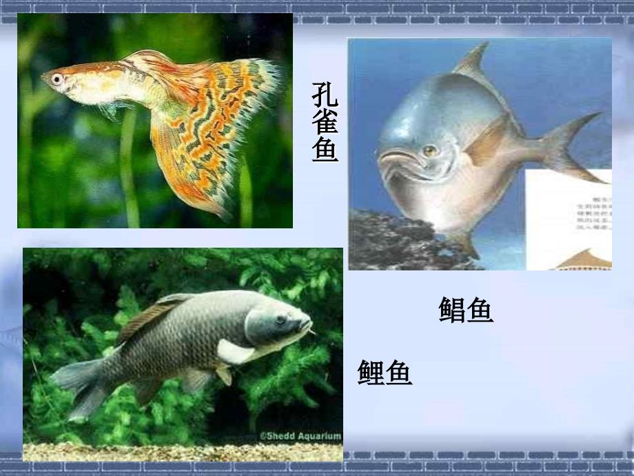 种群和生物群落3 浙教版_第4页