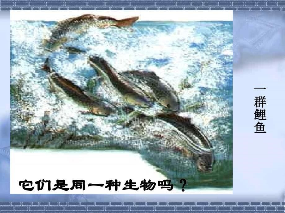 种群和生物群落3 浙教版_第5页