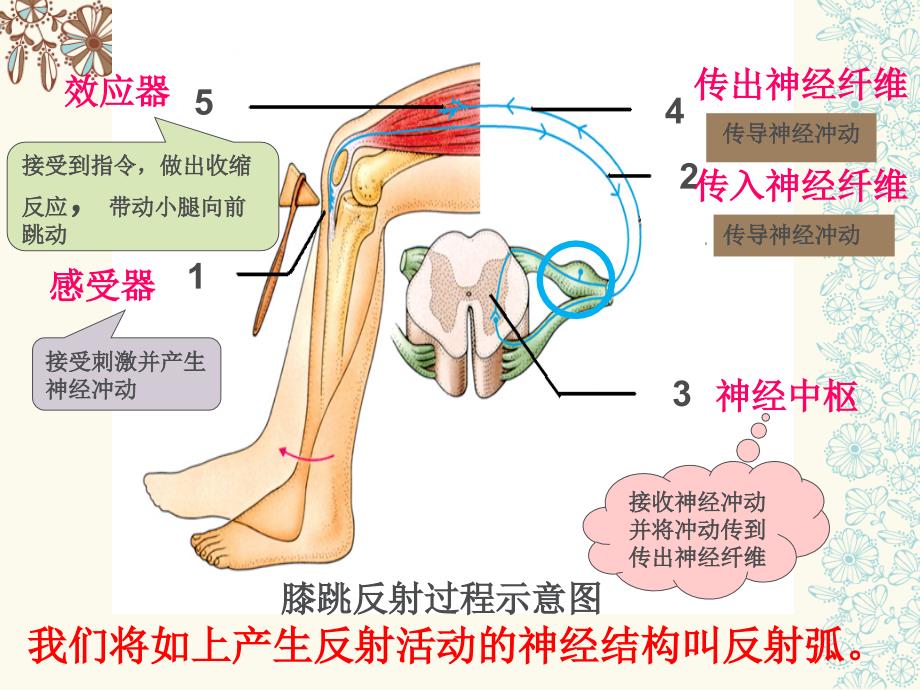 神经调节的基本方式ppt课件_第4页