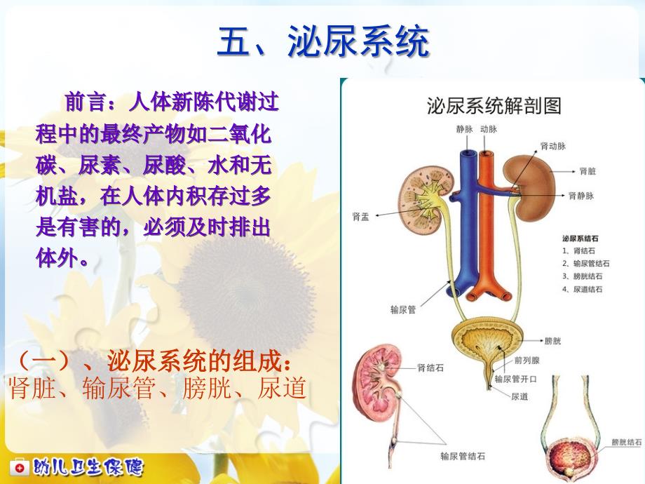 幼儿泌尿系统PPT课件_第1页