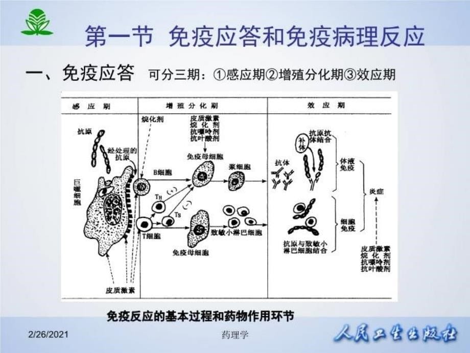 最新北京大学药理学课件第四十八章影响免疫功能的药物精品课件_第5页