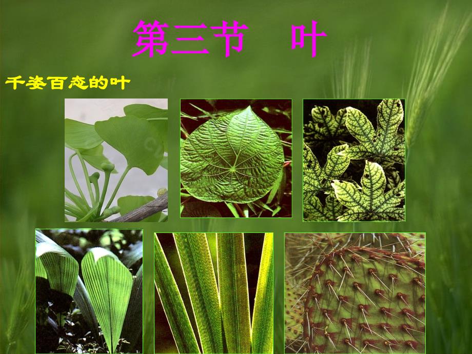 植物学课件：7 叶_第1页