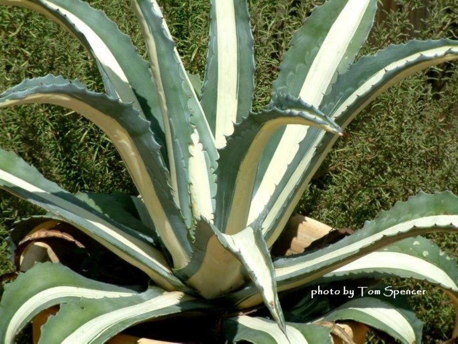 植物学课件：7 叶_第2页