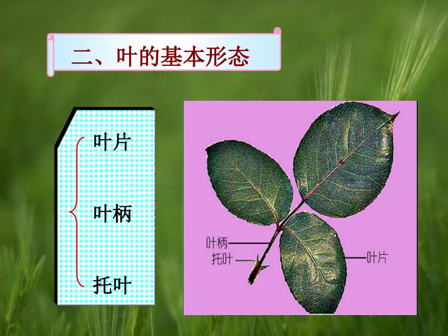 植物学课件：7 叶_第4页