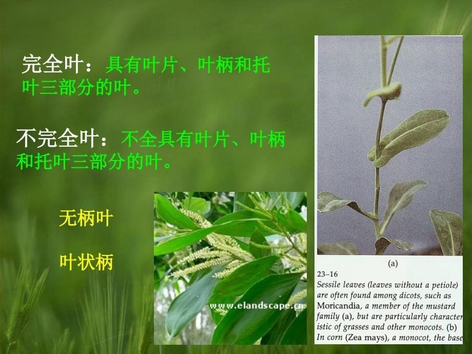 植物学课件：7 叶_第5页