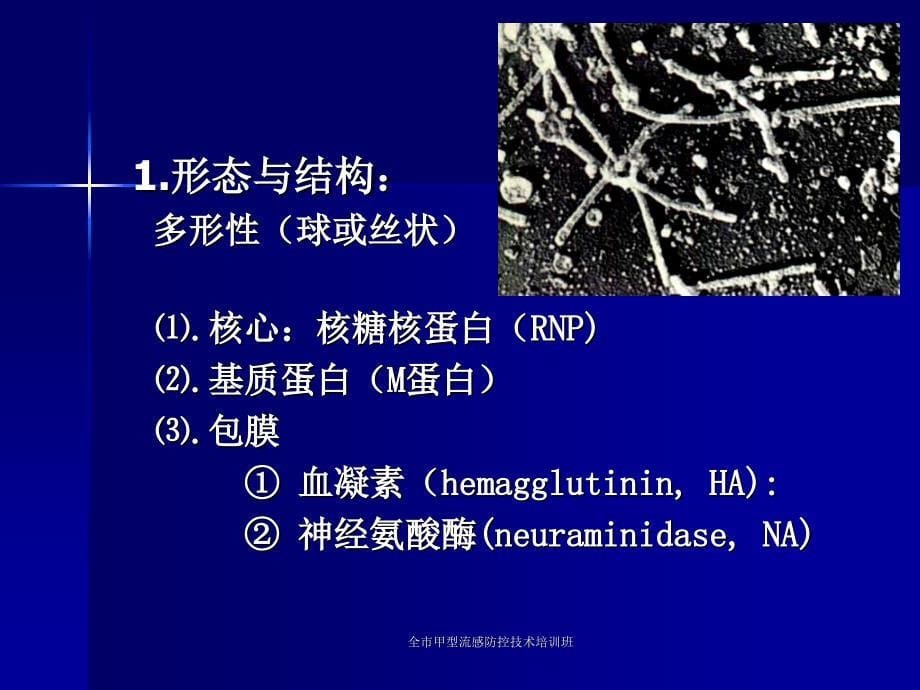 全市甲型流感防控技术培训班课件_第5页