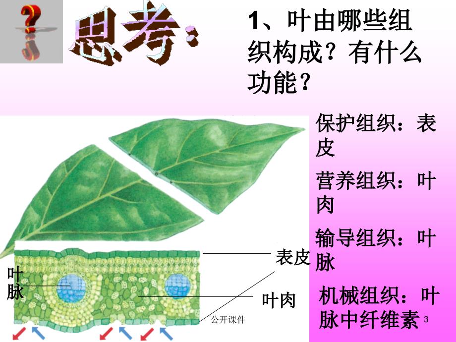 生物体的结构层次【青苗书苑】_第3页