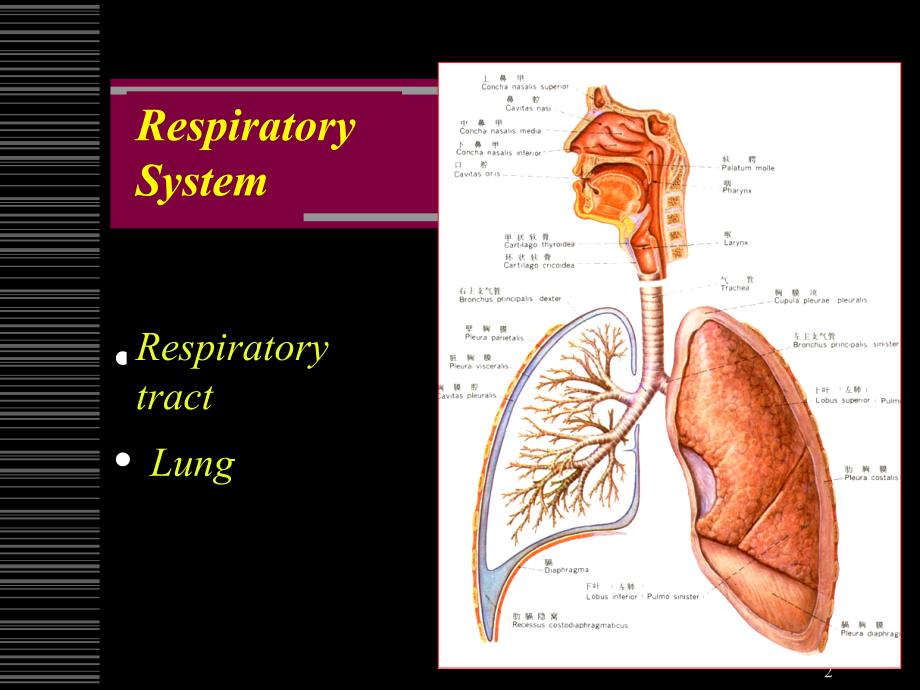 呼吸系统解剖学和组织胚胎学系课件_第2页