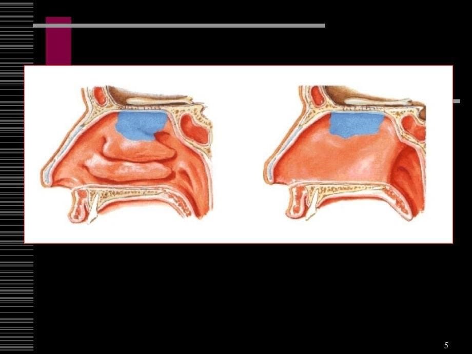呼吸系统解剖学和组织胚胎学系课件_第5页