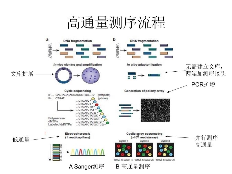 高通量测序应用与进展PPT课件_第4页