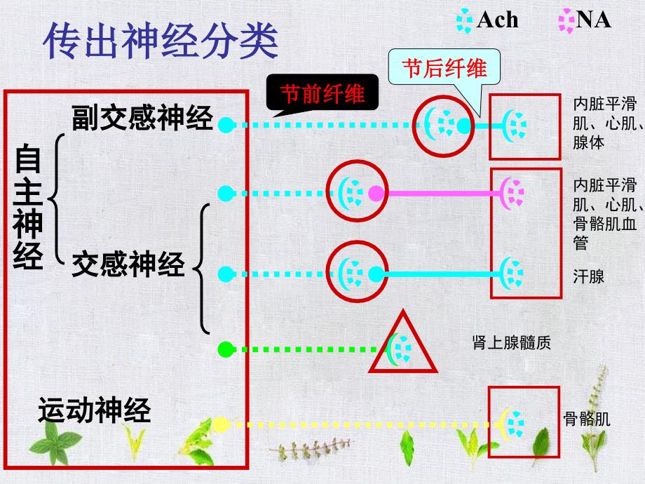 传出神经系统课件_第2页